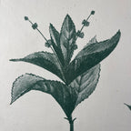 Vintage school botanical poster Austria 1950s Educational wall board