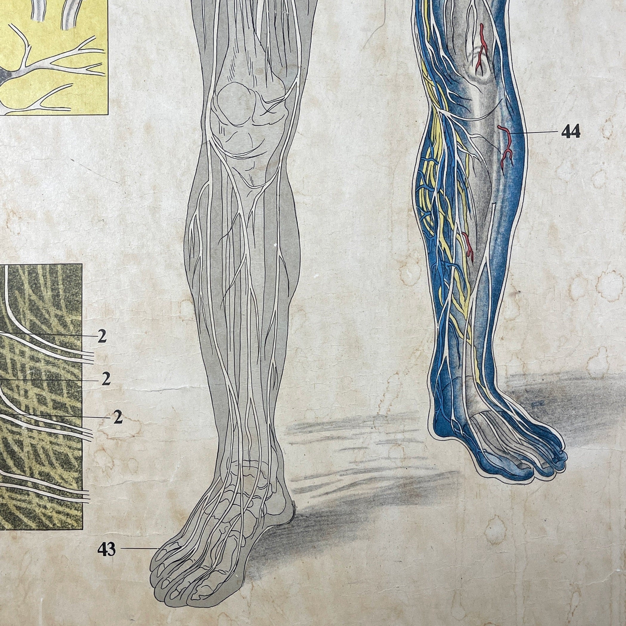 Vintage school  poster The human nervous system Yugoslavia 1966 Educational wall board