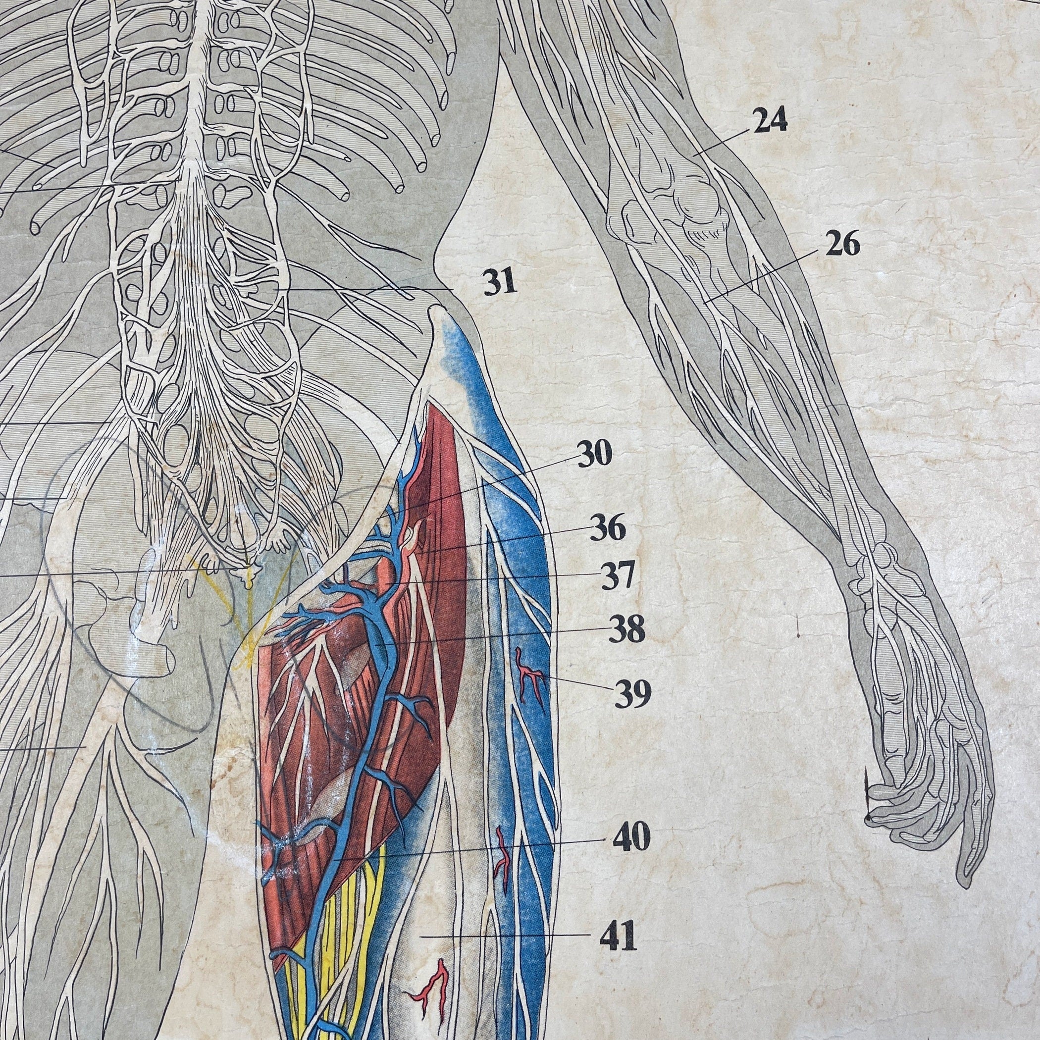 Vintage school  poster The human nervous system Yugoslavia 1966 Educational wall board