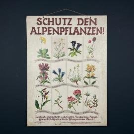Vintage school botanical poster Austria 1930s Educational wall board Mädchen Volksschule Graz