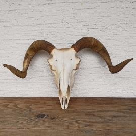 The ram's skull